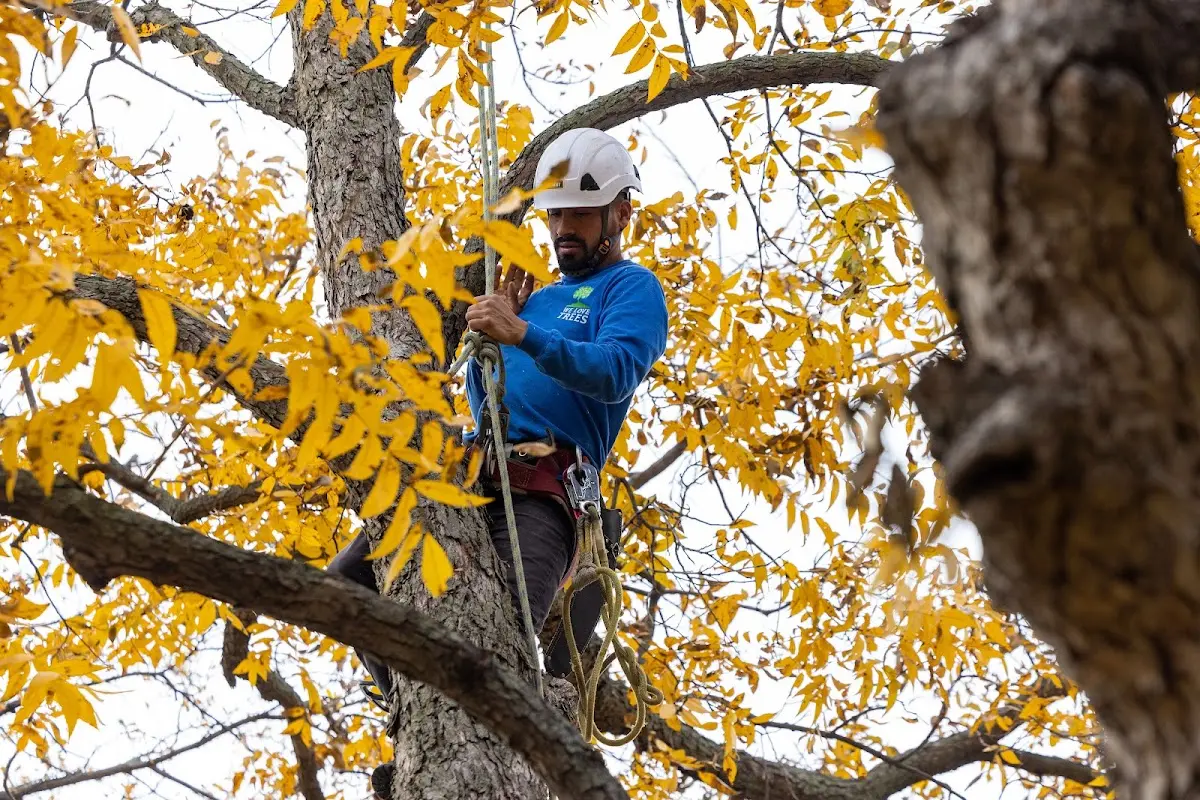 Skilled Tree Disease Treatment crew working in Dutton