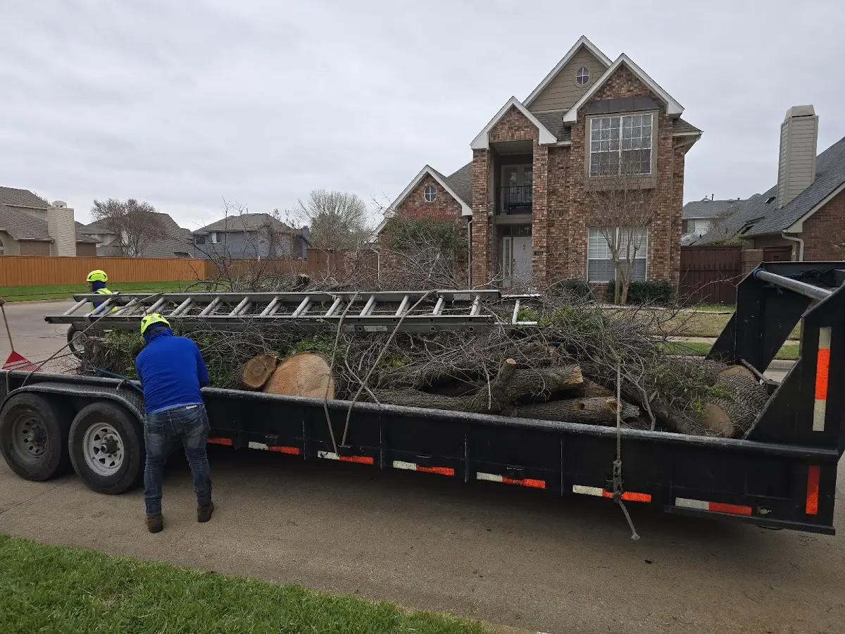 Expert Tree Pest Control with proper safety equipment in Dutton